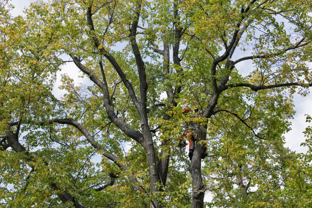 How Our Tree Care Process Works  in  World Golf Village, FL